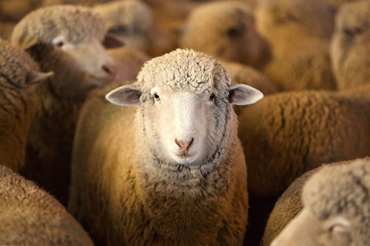 Breed Study: Targhee