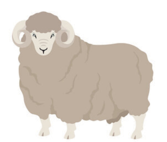 Breed Study: Rambouillet