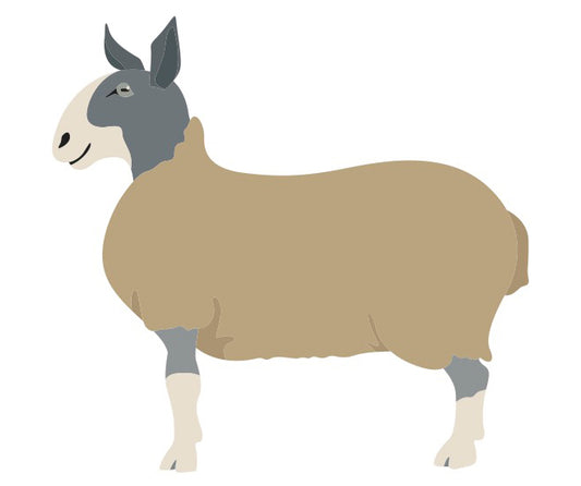 Breed Study: Bluefaced Leicester