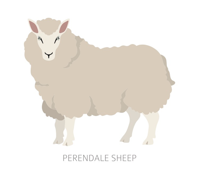 Breed Study: Perendale