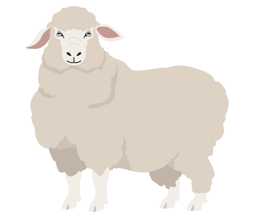 Breed Study: Merino